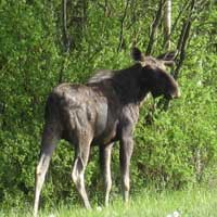 moose